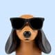 KindDachshund2851