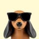 HonestDachshund324
