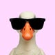 StunningGoose7930